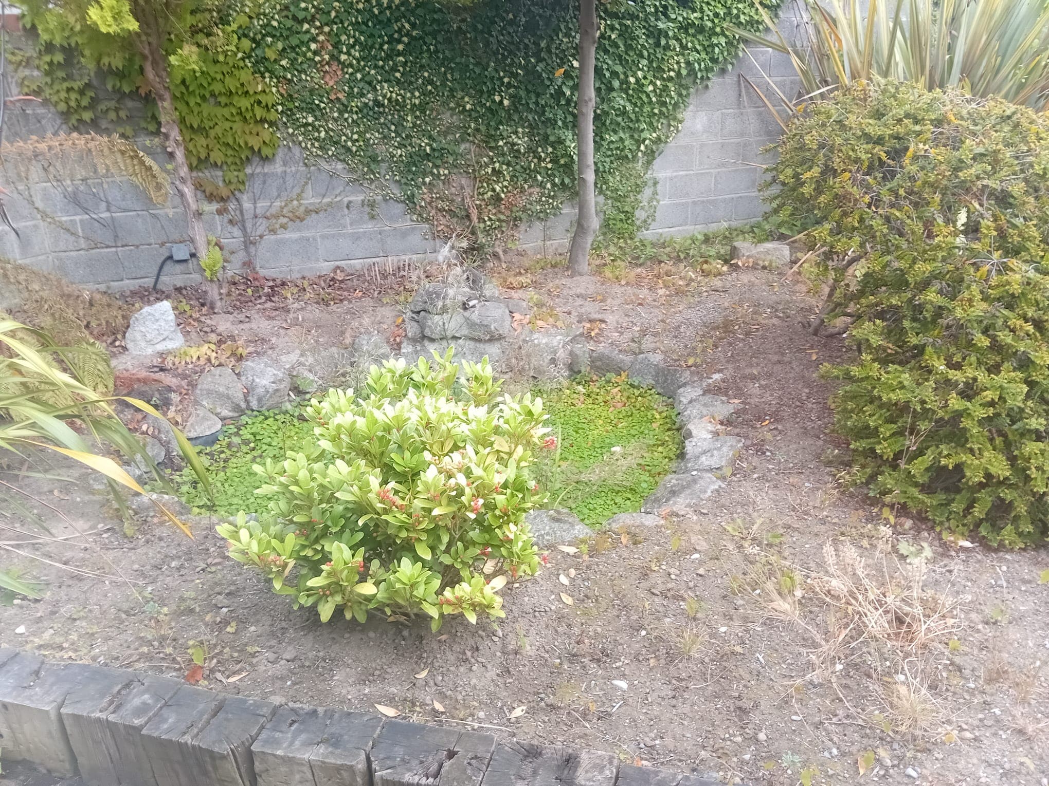 garden before decking removal